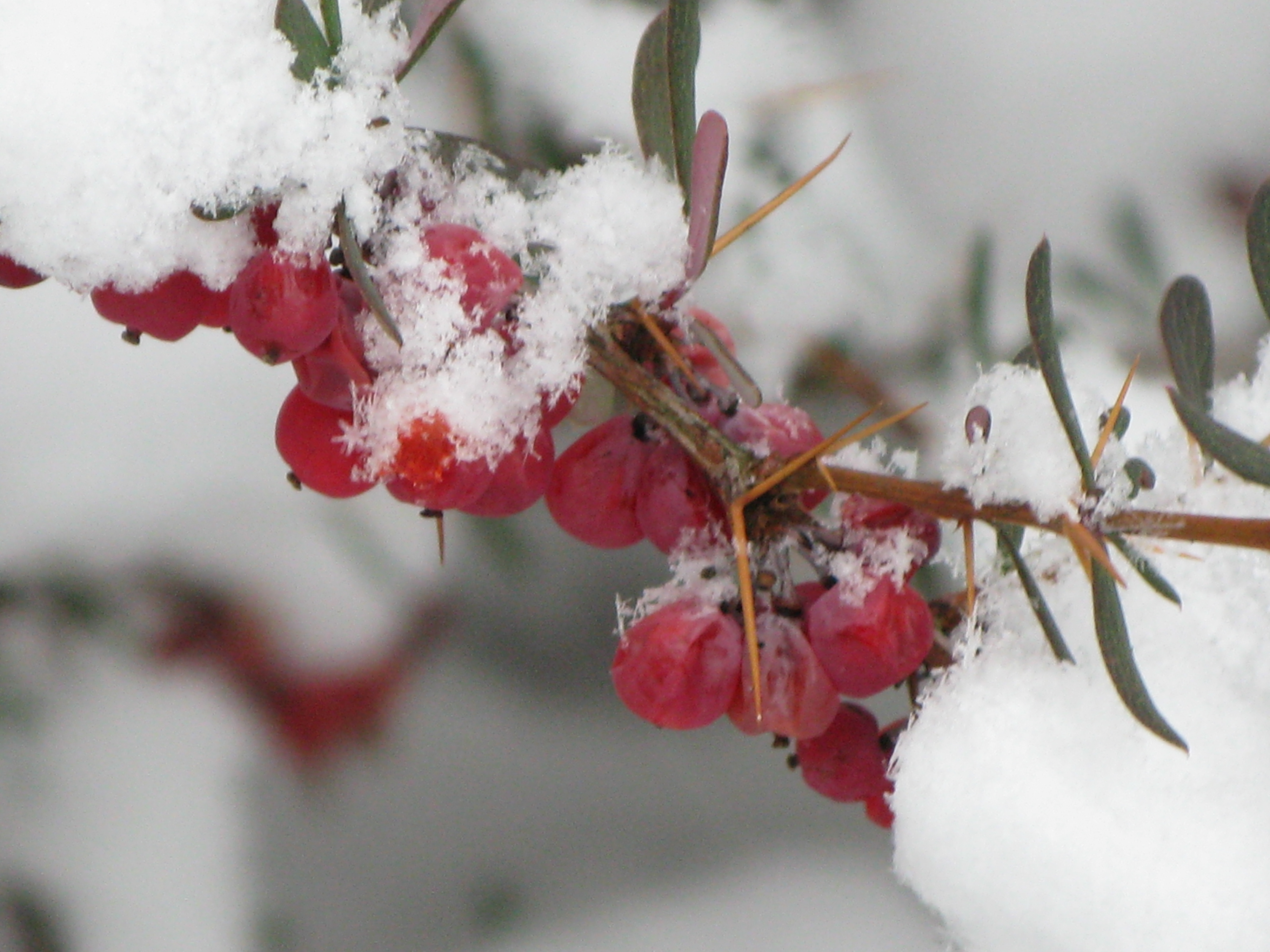 Firethorn (1)